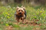 YORKSHIRE TERRIER 636